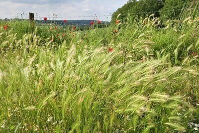 BUITEN BEELD Foto: 178082