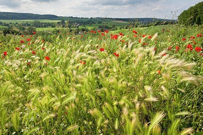 BUITEN BEELD Foto: 178084