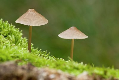 BUITEN BEELD Foto: 178086