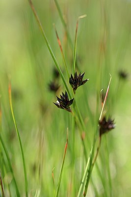 BUITEN BEELD Foto: 178088