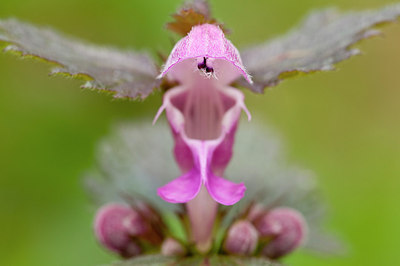 BUITEN BEELD Foto: 178093