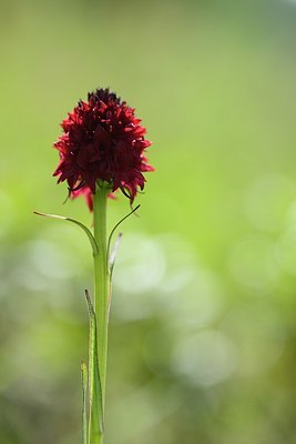 BUITEN BEELD Foto: 178105