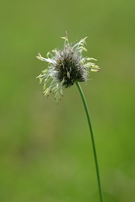 BUITEN BEELD Foto: 178106