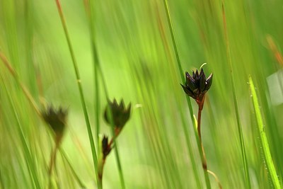 BUITEN BEELD Foto: 178154