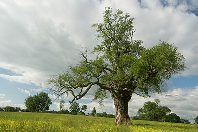 BUITEN BEELD Foto: 178171