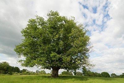 BUITEN BEELD Foto: 178172