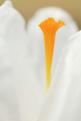 BUITEN BEELD Foto: 178192