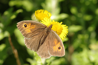 BUITEN BEELD Foto: 178280