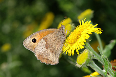 BUITEN BEELD Foto: 178281