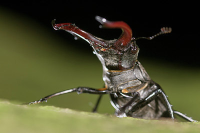 BUITEN BEELD Foto: 178284