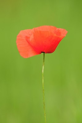 BUITEN BEELD Foto: 178294