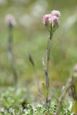 BUITEN BEELD Foto: 178297