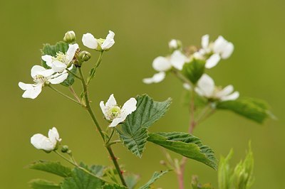 BUITEN BEELD Foto: 178306