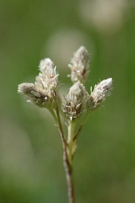 BUITEN BEELD Foto: 178338