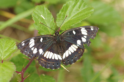 BUITEN BEELD Foto: 178351