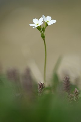 BUITEN BEELD Foto: 178361