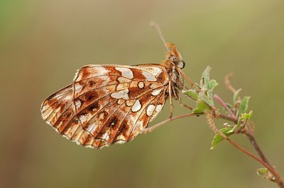 BUITEN BEELD Foto: 178415