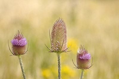 BUITEN BEELD Foto: 178419