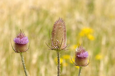 BUITEN BEELD Foto: 178421