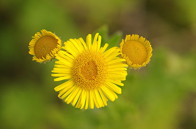 BUITEN BEELD Foto: 178424