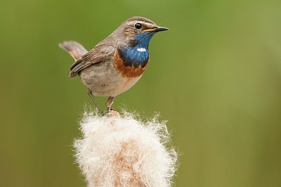 BUITEN BEELD Foto: 178444