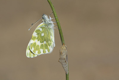 BUITEN BEELD Foto: 178513