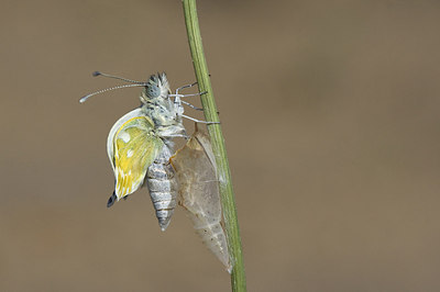 BUITEN BEELD Foto: 178516