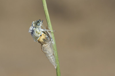 BUITEN BEELD Foto: 178518