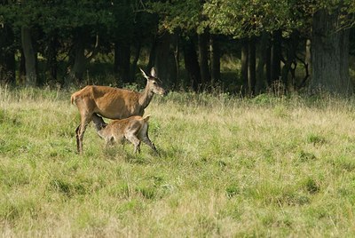 BUITEN BEELD Foto: 178524