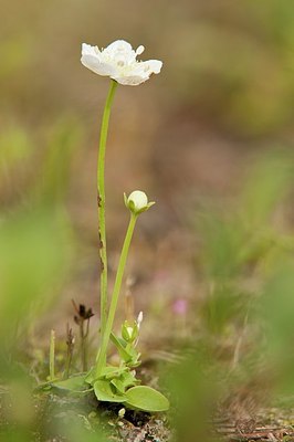 BUITEN BEELD Foto: 178541
