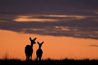 BUITEN BEELD Foto: 178552