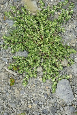 BUITEN BEELD Foto: 178565