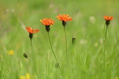 BUITEN BEELD Foto: 178572