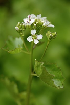 BUITEN BEELD Foto: 178597
