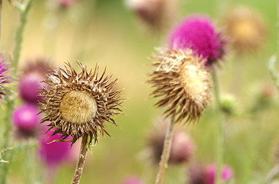 BUITEN BEELD Foto: 178606