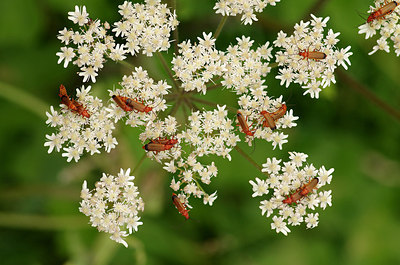 BUITEN BEELD Foto: 178628