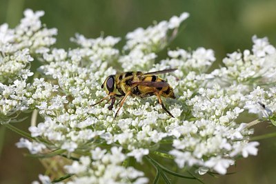 BUITEN BEELD Foto: 178635