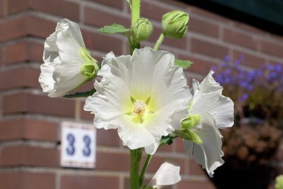 BUITEN BEELD Foto: 178643