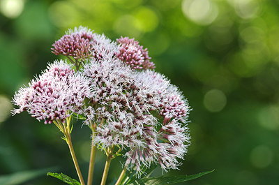 BUITEN BEELD Foto: 178651