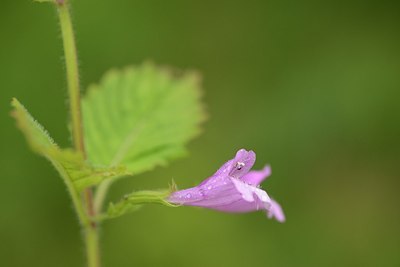 BUITEN BEELD Foto: 178701