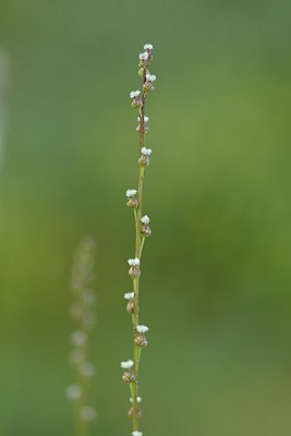 BUITEN BEELD Foto: 178708