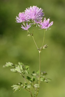 BUITEN BEELD Foto: 178713