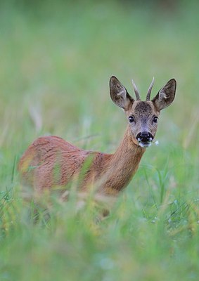 BUITEN BEELD Foto: 178746