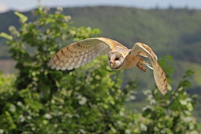BUITEN BEELD Foto: 178764
