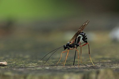 BUITEN BEELD Foto: 178797
