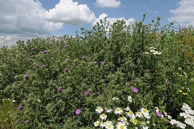 BUITEN BEELD Foto: 178814