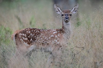 BUITEN BEELD Foto: 178818