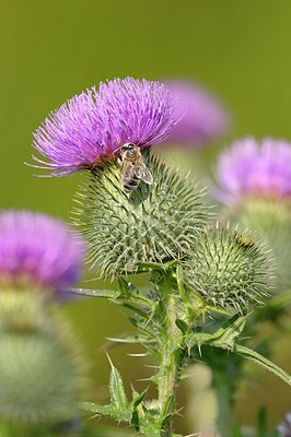 BUITEN BEELD Foto: 178848