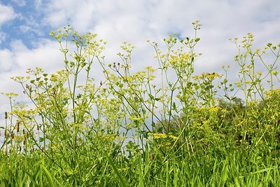 BUITEN BEELD Foto: 178874