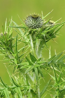 BUITEN BEELD Foto: 178881